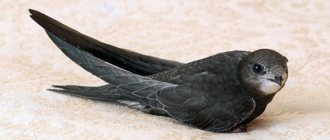 Чёрный стриж (Apus apus)