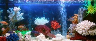 Cleaning an aquarium with fish correctly