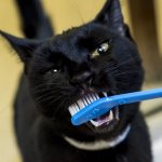 чистить зубы кошке