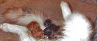 What to do if a cat cannot give birth - what help can be provided?