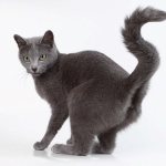 What to do if a cat marks after castration?