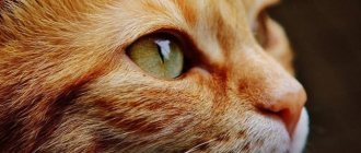 What to do if a cat scratches its eye?