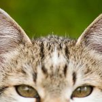 Что делать если у кота грибок в ушах
