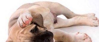 what to do if your dog has genital discharge