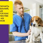 Что делать, если у собаки запор, и нужно ли обращаться в клинику