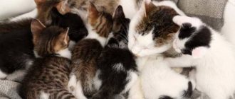 Что делать хозяину, если кормящая кошка вновь забеременела