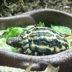 What do turtles eat at home?