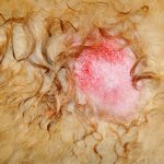 What is eczema in dogs