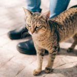 Что такое гепатопатия у кошек