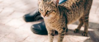 What is hepatopathy in cats