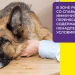 Что такое коронавирусная инфекция: как протекает болезнь у взрослых собак и щенков