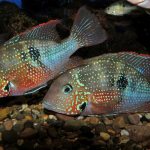 Cichlasoma Eliot (cichlid): fish keeping, compatibility, photo, life expectancy, care, aquarium, feeding