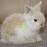 Декоративные кролики – это милые и ласковые домашние животные