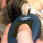 диабет у кошек