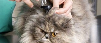 Диагностика отодектоза у кошки