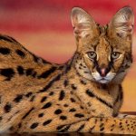 Wild serval