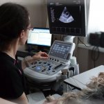 Dilated cardiomyopathy (DCM) in dogs: treatment and causes