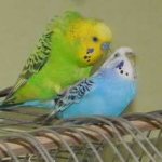 Two budgies