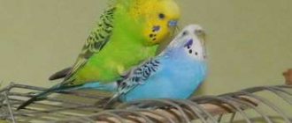 Два волнистых попугая