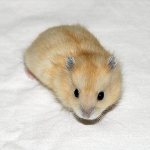 Djungarian hamster of tangerine color