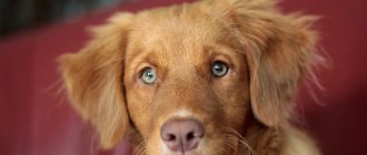 Ectoparasites in dogs