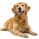 Epilepsy in dogs: causes and consequences, what to do