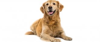 Эпилепсия у собак: причины возникновения и последствия, что делать