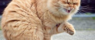 Если кошка начала чихать - использование средства нужно прекратить