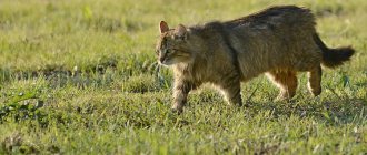 европейский дикий кот в траве
