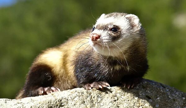 Photo: What a ferret looks like