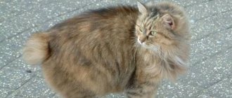 Photo of a cat of the Cymrik breed