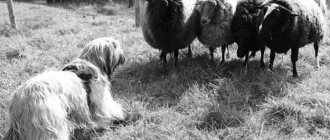 фото пастушьей овчарки бриар