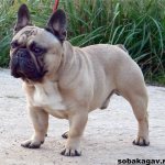 Французский-бульдог-собака-Описание-особенности-уход-и-цена-французского-бульдога-7