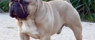 French-bulldog-dog-Description-features-care-and-price-of-a-French-bulldog-7