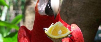 fruits for parrots