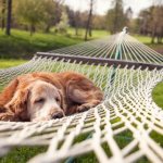 Where to leave your dog on vacation