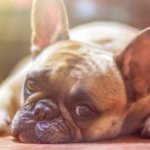 Гепатит у собак – коварный и опасный недуг