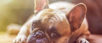 Гепатит у собак – коварный и опасный недуг