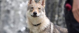 Wolf hybrid or wolfdog