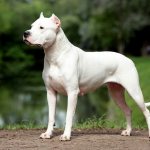 smooth-haired dog breeds photos