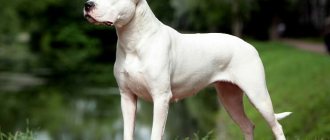 smooth-haired dog breeds photos