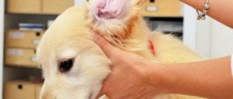 Fungal otitis in a dog