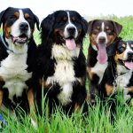 Mountain dog breed group.
