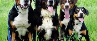 Mountain dog breed group.