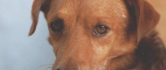 Грустные глаза у собаки