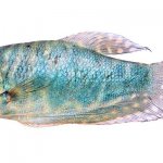 Гурами мраморный (T. trichopterus) аквариумная рыбка, лабиринтовые