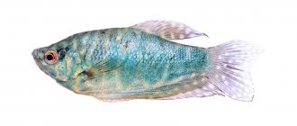 Гурами мраморный (T. trichopterus) аквариумная рыбка, лабиринтовые