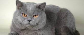 Характер британских котов и их поведение