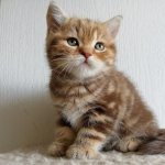 Характер и особенности котов британской породы