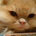 характер персидских кошек